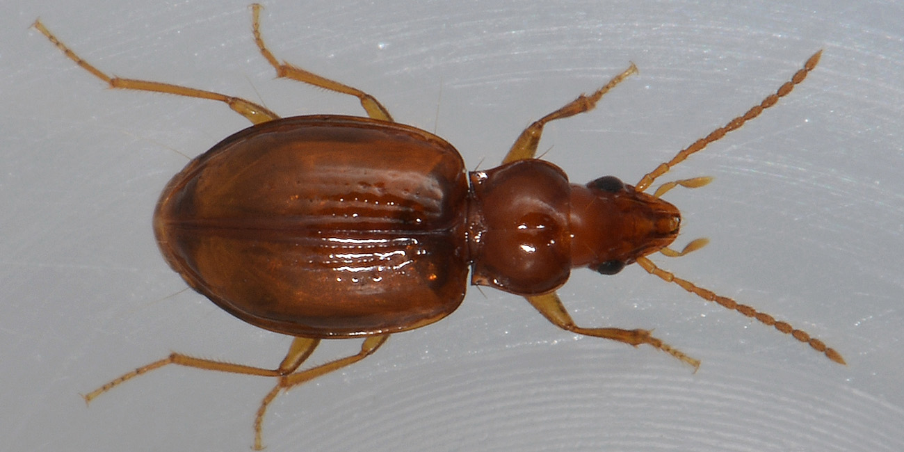 Porotachys bisulcatus (Carabidae)  - Avigliana (TO)